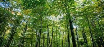 Vortrag: Wald in Schleswig-Holstein – Verbreitung, Leistungen und Herausforderungen