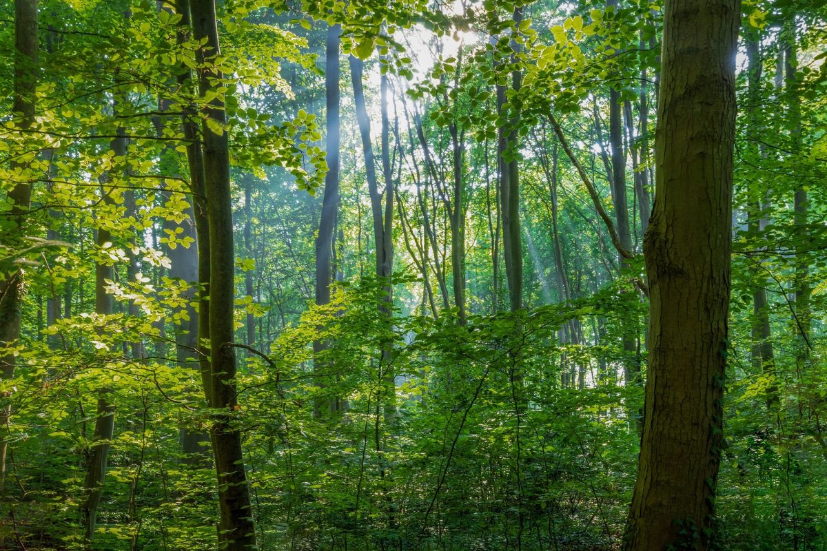 Wald in Schleswig-Holstein – Bedeutung, Herausforderungen und Chancen
